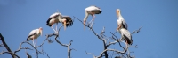 YellowBilledStorks_4715