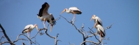YellowBilledStorks_4716