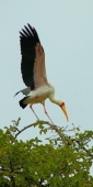 YellowBilledStorks_Plus4686_v