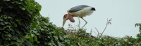 YellowBilledStorks_Plus4690