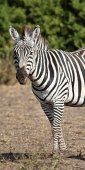 Zebra_1562_v