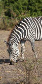 Zebra_1563_v