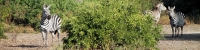 Zebra_4725_4x1