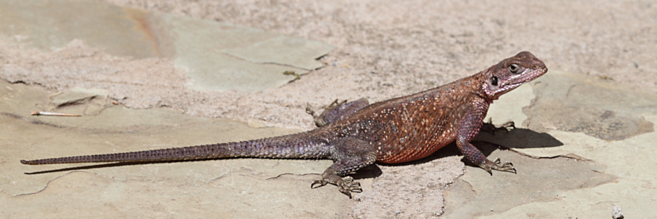 AgamaLizard_5159.jpg