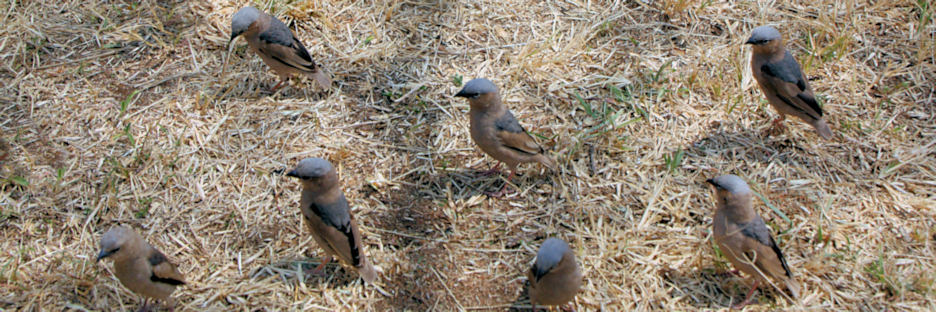 BirdGroups_1728.jpg