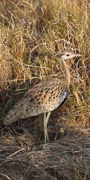 BlackFrontedBustard_5087_v.jpg