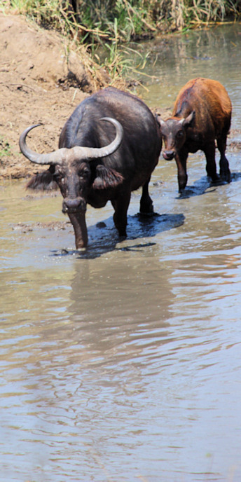 Buffalo_1629_v.jpg
