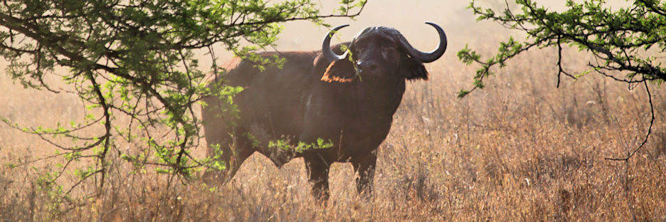 Buffalos_Dust_5118.jpg