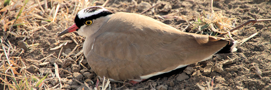 CrownedLapwing_5200.jpg