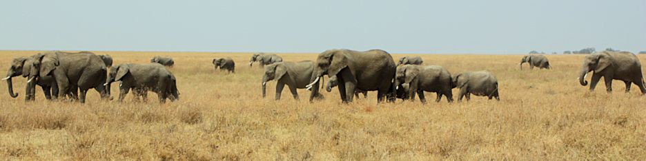 Elephants_1706_4x1.jpg