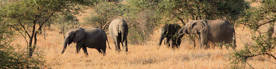 Elephants_1775_4x1.jpg