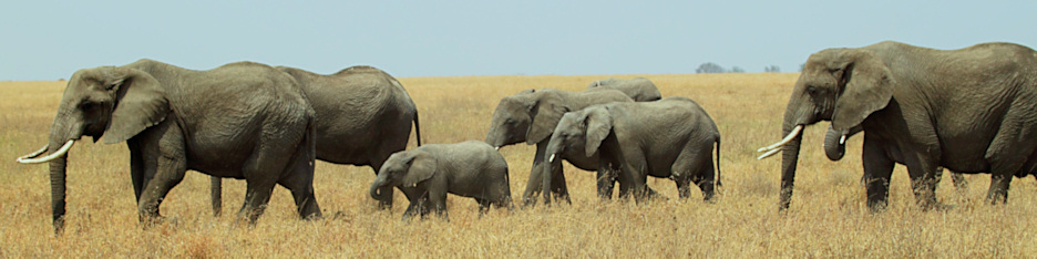 Elephants_4951_4x1.jpg
