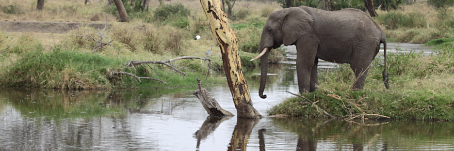 Elephants_5020.jpg