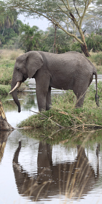 Elephants_5022_v.jpg