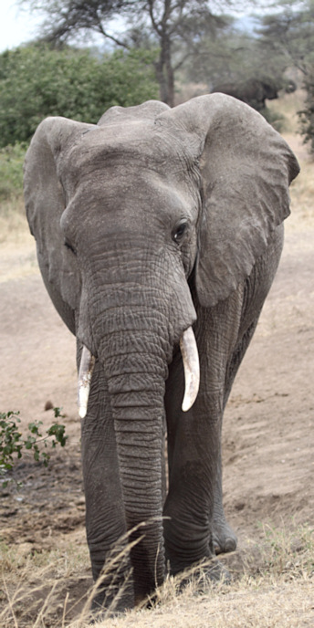 Elephants_5032_v.jpg