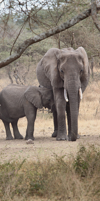 Elephants_5039_v.jpg
