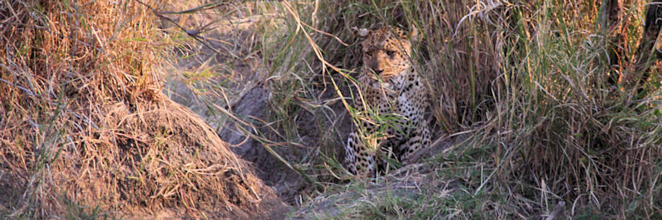 FemaleLeopard_1683.jpg