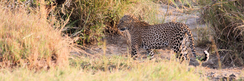 FemaleLeopard_1687.jpg