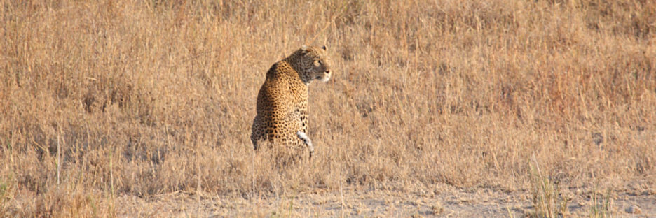 FemaleLeopard_1690.jpg