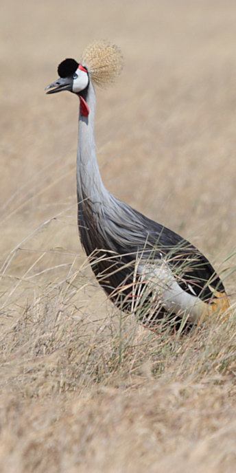 GreyCrownedCrane_1607_v.jpg