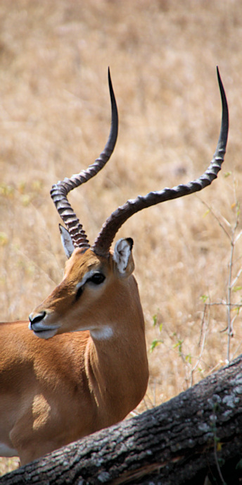 Impala_1854_v.jpg