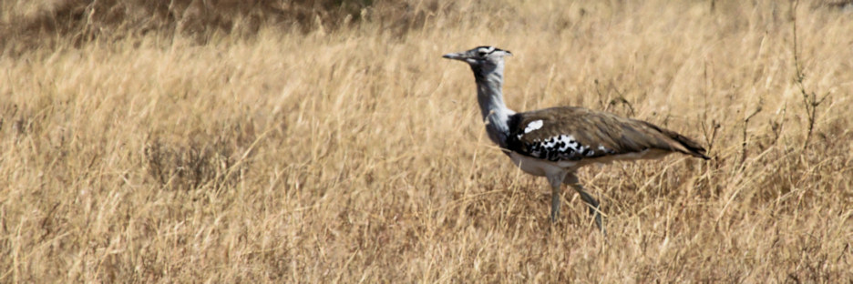 KoriBustard_5136.jpg