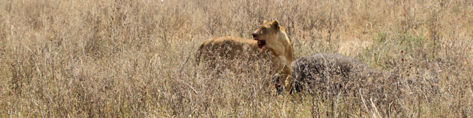 LionWithBuffaloKill_4968_4x1.jpg