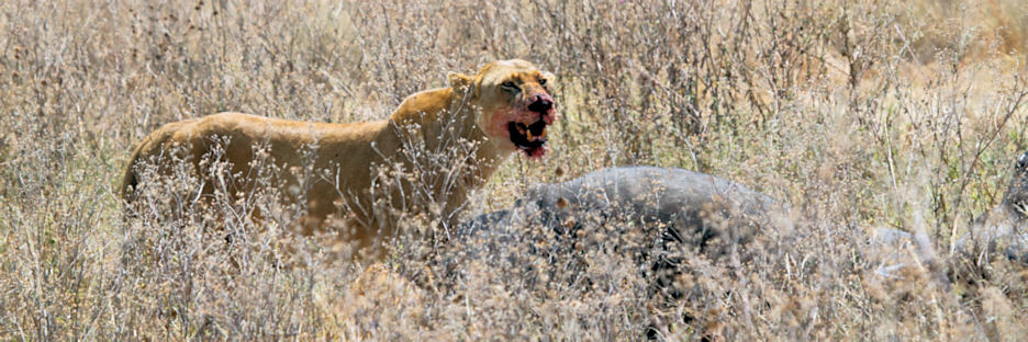 LionWithBuffaloKill_4973.jpg