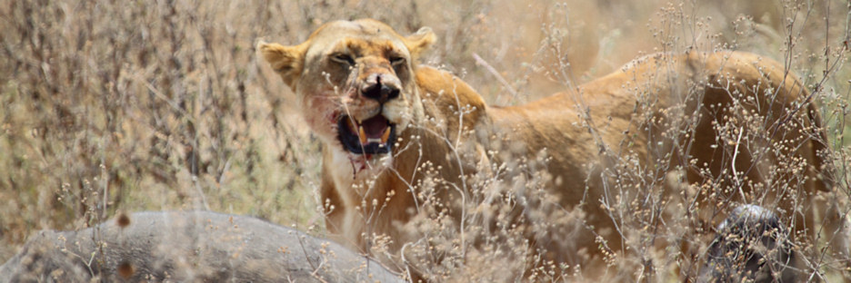 LionWithBuffaloKill_4997.jpg