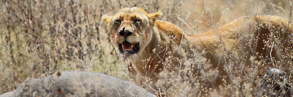 LionWithBuffaloKill_4998.jpg