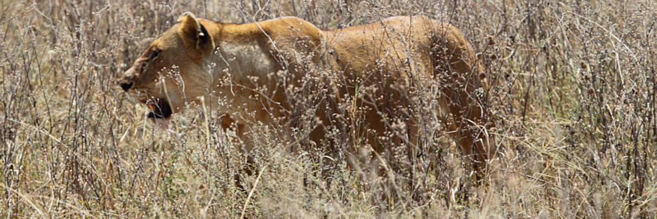 Lion_5000.jpg