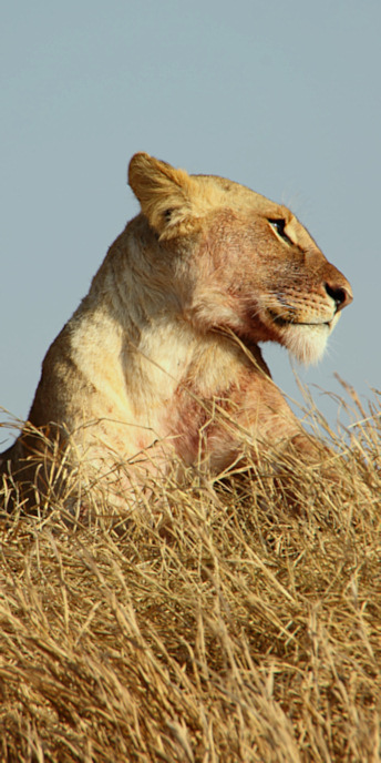 Lions_5204_v.jpg