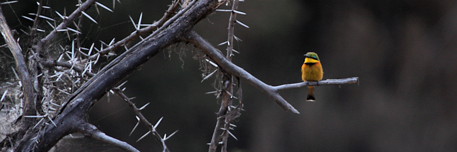 LittleBeeEater_1643.jpg