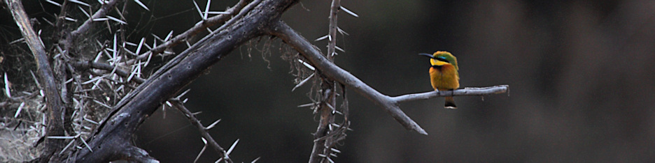 LittleBeeEater_1644_4x1.jpg