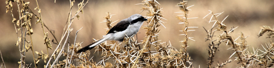 LongTailedFiscal_5068_4x1.jpg