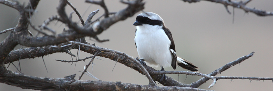 LongTailedShrike_1675.jpg