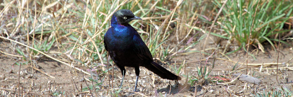 LongTailedStarling_5130.jpg