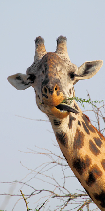 MaasaiGiraffe_4892_v.jpg
