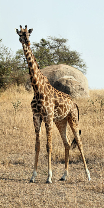 MaasaiGiraffe_5128_v.jpg