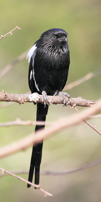 MagpieShrike_4897_v.jpg