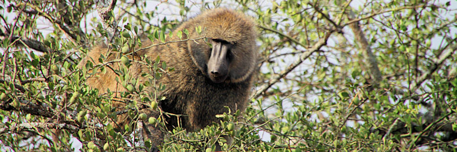 OliveBaboons_4838.jpg