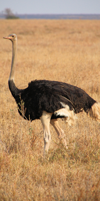 Ostrich_1757_v.jpg