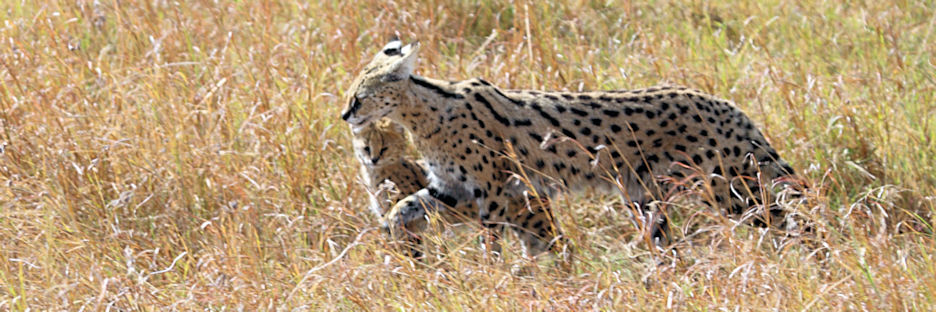 ServalCat&Kitten_4914.jpg