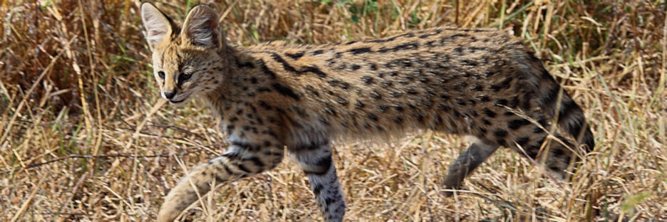 ServalCatKitten_4916.jpg