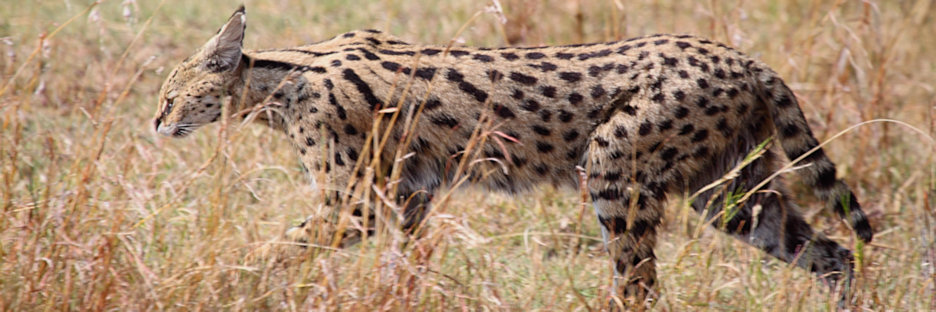 ServalCat_4912.jpg