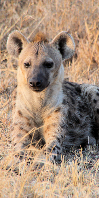 SpottedHyenas_1761_v.jpg