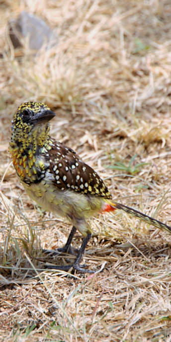 SpottedRed&YellowBarbet_1733_v.jpg