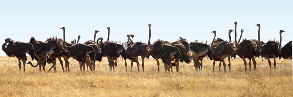 Tanzania_Serenegti_Ostrich_P2_5214_15_Panorama_6.jpg