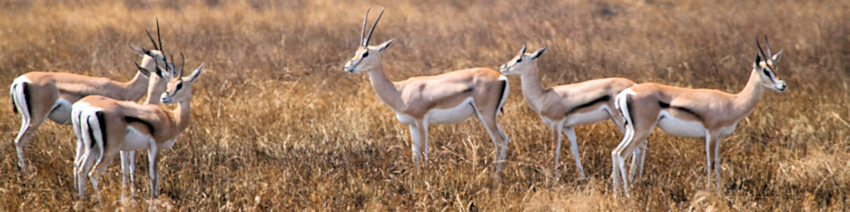 ThompsonsGazelles_4932_4x1.jpg