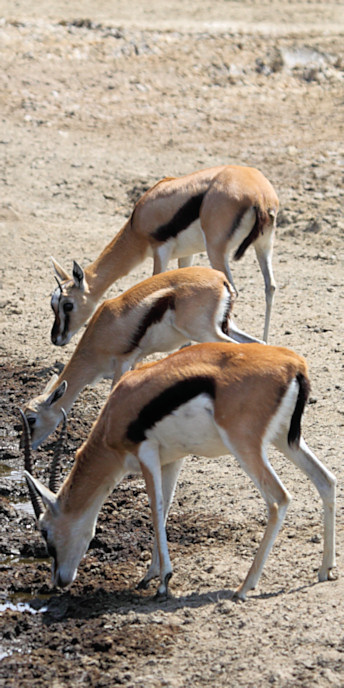 ThompsonsGazellesatMoruRiver_5140_v.jpg